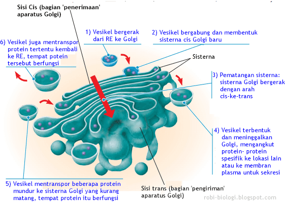 Sisi Cis (bagian penerimaan aparatus Golgi) 1) Vesikel bergerak dari RE ke Golgi 2) Vesikel bergabung dan membentuk sisterna cis Golgi baru 6) Vesikel juga mentransport protein tertentu kembali ke RE, tempat potein tersebut berfungsi Sisterna 3) Pematangan sisterna: sisterna Golgi bergerak dengan arah cis-ke-trans 4) Vesikel terbentuk dan meninggalkan Golgi, mengangkut protein-protein spesifik ke lokasi lain atau ke membran plasma untuk sekresi 5) Vesikel mentranspor beberapa protein mundur ke sisterna Golgi yang kurang matang, tempat protein itu berfungsi Sisi trans (bagian pengiriman aparatus Golgi) robi-biologi.blogspot.com 
Nucleus O Og Og Transport vesicle O 00 trans face cis face Cisternae cis face Rough ER Med Golgi apparatus (b) -trans face Golgi apparatus Secretory vesicle Plasma membrane 