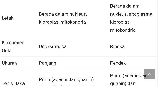 Periode pendek karena mudah Keberadaannya Permanen. terurai. 
Jenis Basa Nitrogen Purin (adenin dan guanin) gugus fosfat, dan Pirimidin (sitosin dan timin) Purin (adenin dan guanin) dan Pirimidin (sitosin dan urasil) Kadar Tetap, tidak dipengaruhi oleh aktivitas sintesis protein. Berubah-ubah sesuai sesuai dengan jumlah sintesis protein yang dibutuhkan. 
Perbedaan DNA RNA Bentuk rantai panjang, ganda, dan berpilin (double heliks) rantai pendek, tunggal, dan tidak berpilin Fungsi Mengendalikan faktor keturunan dan sebagai materi genetik (bahan baku) untuk sintesis protein sintesis protein. Mengendalikan sintesis protein 
Letak Berada dalam nukleus, kloroplas, mitokondria Berada dalam nukleus, sitoplasma, kloroplas, mitokondria Komponen Gula Deoksiribosa Ribosa Ukuran Panjang Pendek Purin (adenin dan guanin) Purin (adenin dan guanin) dan Jenis Basa 