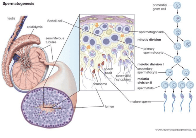 Spermatogenesis primordial germ cell testis Sertoli cell epididymis seminiferous tubules spermatogonium mitotic division -primary spermatocyte sperm head spermatid cytoplasm acrosome meiotic division 1 secondary spermatocyte meiotic division 11 spermatids mature sperm lumen 2013 Encyclopaedia Britannica, Inc 