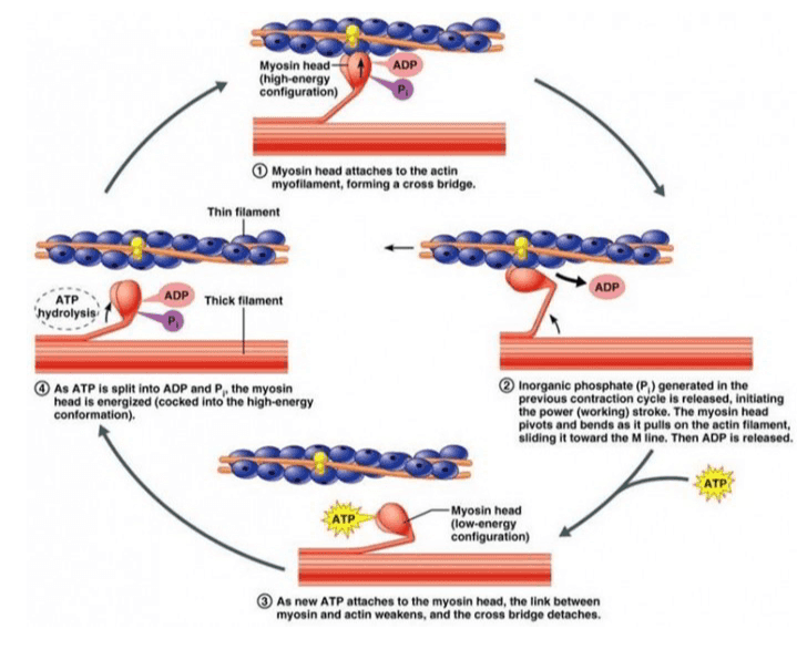 Myosin head- (high-energy configuration) ADP P Myosin head attaches to the actin myofilament, forming a cross bridge. Thin filament ADP Thick filament ADP ATP hydrolysis As ATP is split into ADP and P, the myosin head is energized (cocked into the high-energy conformation), Inorganic phosphate (P) generated in the previous contraction cycle is released, initiating the power (working) stroke. The myosin head pivots and bends as it pulls on the actin filament, Sliding it toward the Miine. Then ADP is released. ATP 스 ATP -Myosin head (low-energy configuration) As new ATP attaches to the myosin head, the link between myosin and actin weakens, and the cross bridge detaches. 