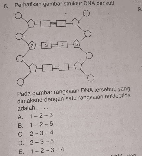 5. Perhatikan gambar struktur DNA berikut! 9 12-370-0 goose Pada gambar rangkaian DNA tersebut, yang dimaksud dengan satu rangkaian nukleotida adalah ... A. 1-2-3 B. 1-2-5 C. 2-3-4 D. 2-3-5 E. 1-2-3-4 NA dan 