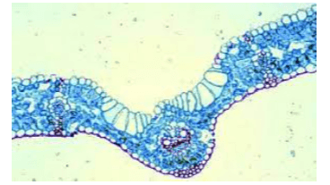 
Mesophyll Upper epidermis cell Bulliform cell Stoma Sclerenchyma strands Midvein 
Sel kipas Trikoma Floem -Seludang mestom 