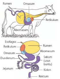 Rumen Omasum Retikulum Abomasum das Esofagus Retikulum Rumen Abomasum Omasum Duodenum Sekum (usus buntu) Jejunum Kolon Rektum 