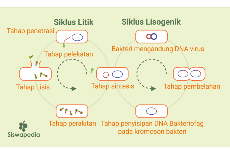 Siklus Lisogenik Siklus Litik Tahap penetrasi Bakteri mengandung DNA virus Tahap pelekatan C C Tahap Lisis Tahap sintesis Tahap pembelahan เริษ Tahap perakitan Tahap penyisipan DNA Bakteriofag pada kromoson bakteri Siswapedia 