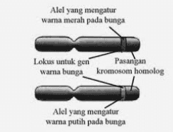 Alel yang mengatur wama merah pada bunga Lokus untuk gen Pasangan warna bunga kromosom homolog Alel yang mengatur wama putih pada bunga 