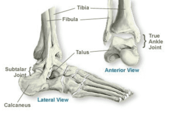 Tibia Fibula True Ankle Joint Talus Subtalar Joint Anterior View Lateral View Calcaneus 