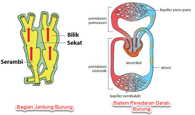 -kapiler paru-paru peredaran pulmonari 13 19 Bilik Sekat Serambi Ventrikel peredaran sistemnik Arteri kapiler pembuluh Sistem Peredaran Darah Burung Bagian Jantung Burung 