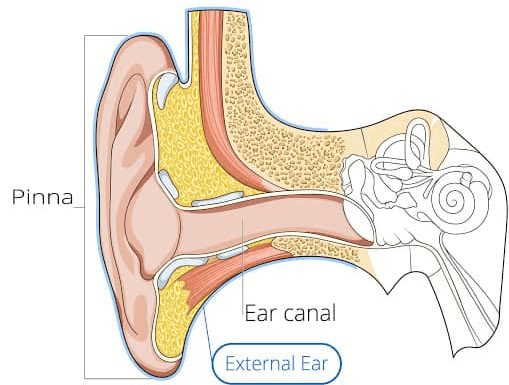 Pinna Ear canal External Ear 
Human ear anatomy Malleus. Incus Oval window -(deep to stapes) Eardrum To nasophatynx Middle Ear Eustachian tube 
Semicircular canals Inner Ear Cochlear nerve Cochlea 
