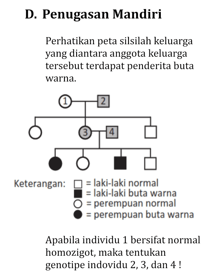 D. Penugasan Mandiri Perhatikan peta silsilah keluarga yang diantara anggota keluarga tersebut terdapat penderita buta warna. H2 © 4 Keterangan: = laki-laki normal = laki-laki buta warna = perempuan normal = perempuan buta warna Apabila individu 1 bersifat normal homozigot, maka tentukan genotipe indovidu 2, 3, dan 4 ! 