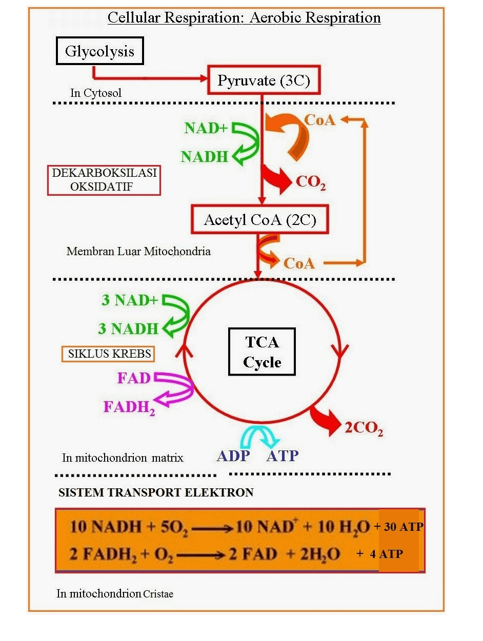 Cellular Respiration: Aerobic Respiration Glycolysis Pyruvate (3C) In Cytosol DIDIERII IIIIII. CoA NAD+ NADH DEKARBOKSILASI OKSIDATIF CO2 Acetyl COA (2C) Membran Luar Mitochondria COA 3 NAD+ 3 NADH SIKLUS KREBS TCA Cycle FAD FADH, 2002 In mitochondrion matrix ADP ATP III. 11RRRRRR IIIIIII IIIIIIIIIIIII SISTEM TRANSPORT ELEKTRON 10 NADH + 50, 10 NAD + 10 H,0 + 30 ATP 2 FADH, +0,2 FAD + 2H,0 + 4 ATP In mitochondrion Cristae 