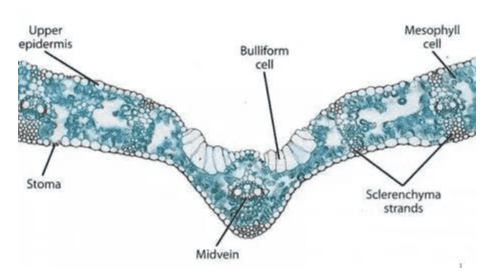 
Mesophyll Upper epidermis cell Bulliform cell Stoma Sclerenchyma strands Midvein 
Sel kipas Trikoma Floem -Seludang mestom 