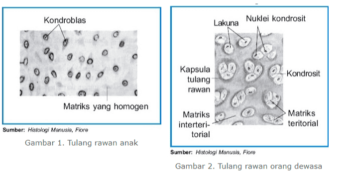 Kondroblas Lakuna Nuklei kondrosit 0 0 00 0 0 0 Kapsula 9 tulang rawan Kondrosit 0 Matriks yang homogen Matriks interteri- torial Matriks teritorial Sumber: Histologi Manusia, Fiore Gambar 1. Tulang rawan anak Sumber: Histologi Manusia, Fiore Gambar 2. Tulang rawan orang dewasa 