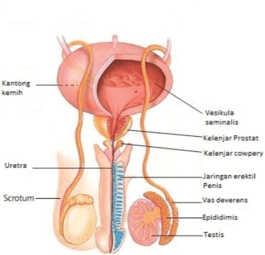 Kantong kemih Vesikula seminalis Kelenjar Prostat Kelenjar cowpery Uretra -Jaringan erektil Penis Vas deverens Scrotum -Epididimis Testis 