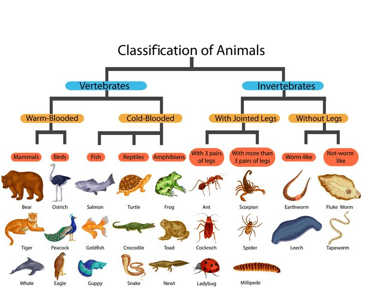 Classification of Animals Vertebrates Invertebrates Warm-Blooded Cold-Blooded With Jointed Legs Without Legs Mammals Birds Fish Reptiles Amphibians With 3 pairs With more than of legs 3 pairs of legs Worm-like Not-worm like Bear Ostrich Salmon Turtle Frog Ant Scorpion Earthworm Fluke Worm Mi Tiger Peacock Goldfish Crocodile Toad Cockroch Spider Leech Tapeworm Whale Eagle Guppy Snake Newt Ladybug Millipede 