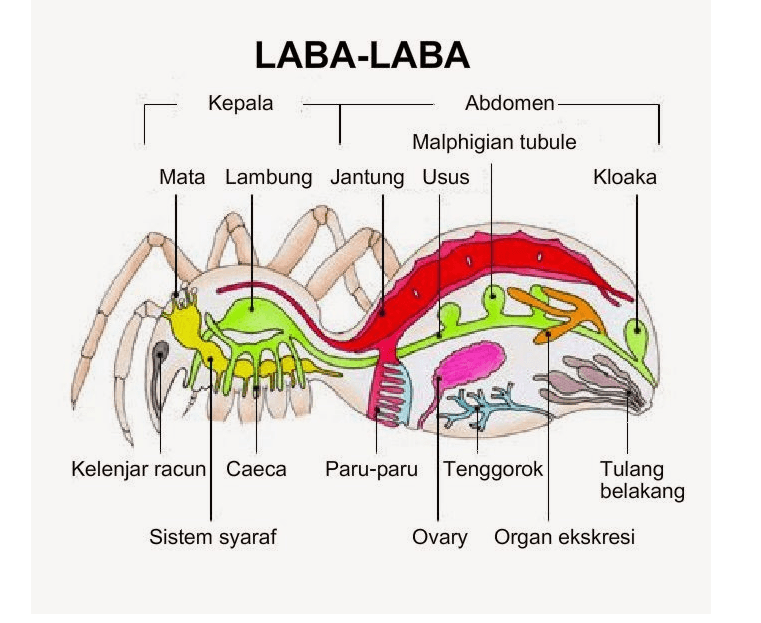 LABA-LABA Kepala Abdomen Malphigian tubule Mata Lambung Jantung Usus Kloaka 'S Kelenjar racun Caeca Paru-paru Tenggorok Tulang belakang Sistem syaraf Ovary Organ ekskresi 