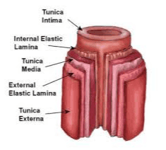 Artery and Vein Wails Arry Valve Capete Tune 