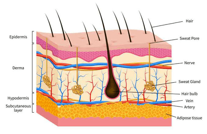 Hair Epidermis Sweat Pore Nerve Derma Sweat Gland Hair bulb Vein Hypodermis Subcutaneous layer Artery Adipose tissue 