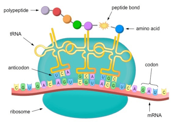 polypeptide peptide bond amino acid tRNA codon anticodon UCA GCA CGU UGC ACG UCA GAUC CGU GAC AGU ribosome mRNA 