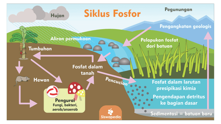 Pegunungan Hujan Siklus Fosfor Pengangkatan geologis Aliran permukaan Pelapukan fosfat dari batuan Tumbuhan Fosfat dalam tanah Hewan Pencucian Fosfat dalam larutan presipikasi kimia Pengendapan detritus ke bagian dasar Pengurai Fungi, bakteri, aerob/anaerob Sedimentasi = batuan baru Siswapedia 