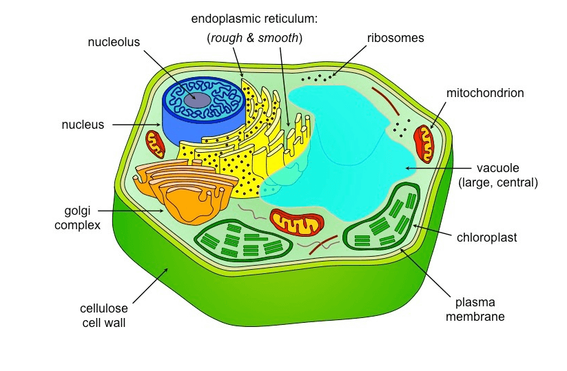 endoplasmic reticulum: (rough & smooth) nucleolus ribosomes Star mitochondrion nucleus w vacuole (large, central) golgi complex chloroplast cellulose cell wall plasma membrane 