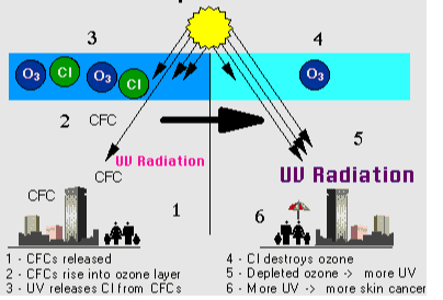3 4 03 CI 03 03 CI 2 CFC 5 UV Radiation CFC UV Radiation CFC 1 6 1. CFCs released 2. CFCs rise into ozone layer 3. UV releases CI from CFCS 4. Ci destroys ozone 5. Depleted ozone -> more UV 6. More UV > more skin cancer 
