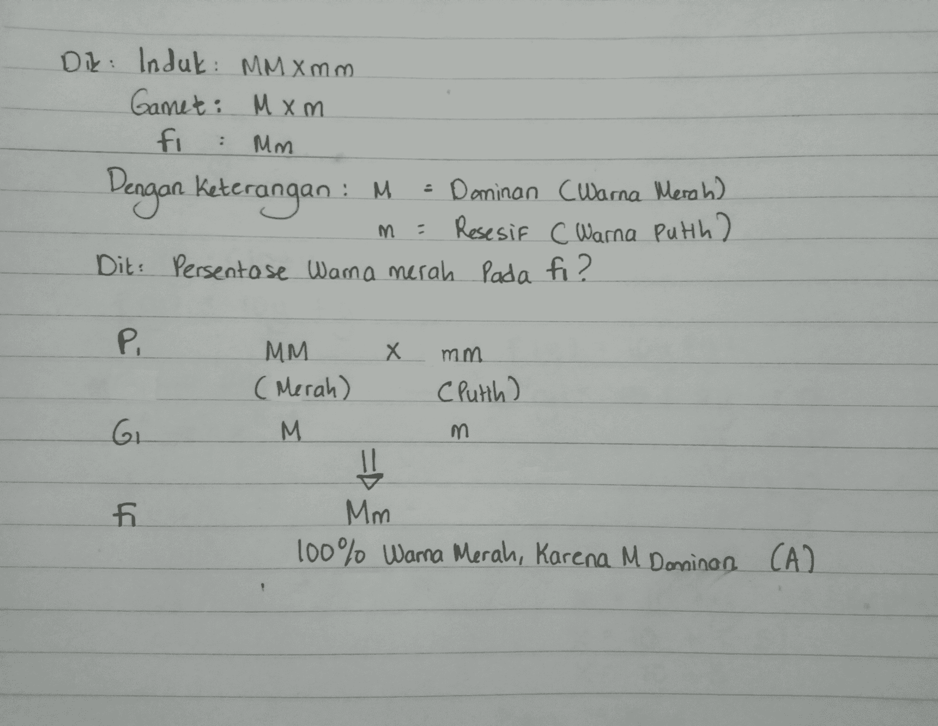 Dit: Induk: MMXmm Gamet: Mxm М fi Mм 2 Dengan keterangan : M - Dominan Warna Merah) Resesif c Warna Putih) Dit: Persentase Warna merah pada fi? m P. Х mm MM (Merah) C Putih) G M m ED fi Mm 100% Warna Merah, Karena M Daminan (A) 