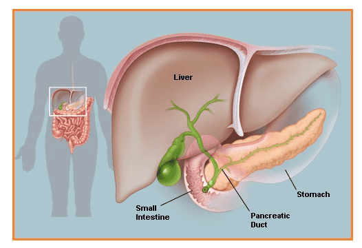 Liver SUWU Stomach Small Intestine Pancreatic Duct 