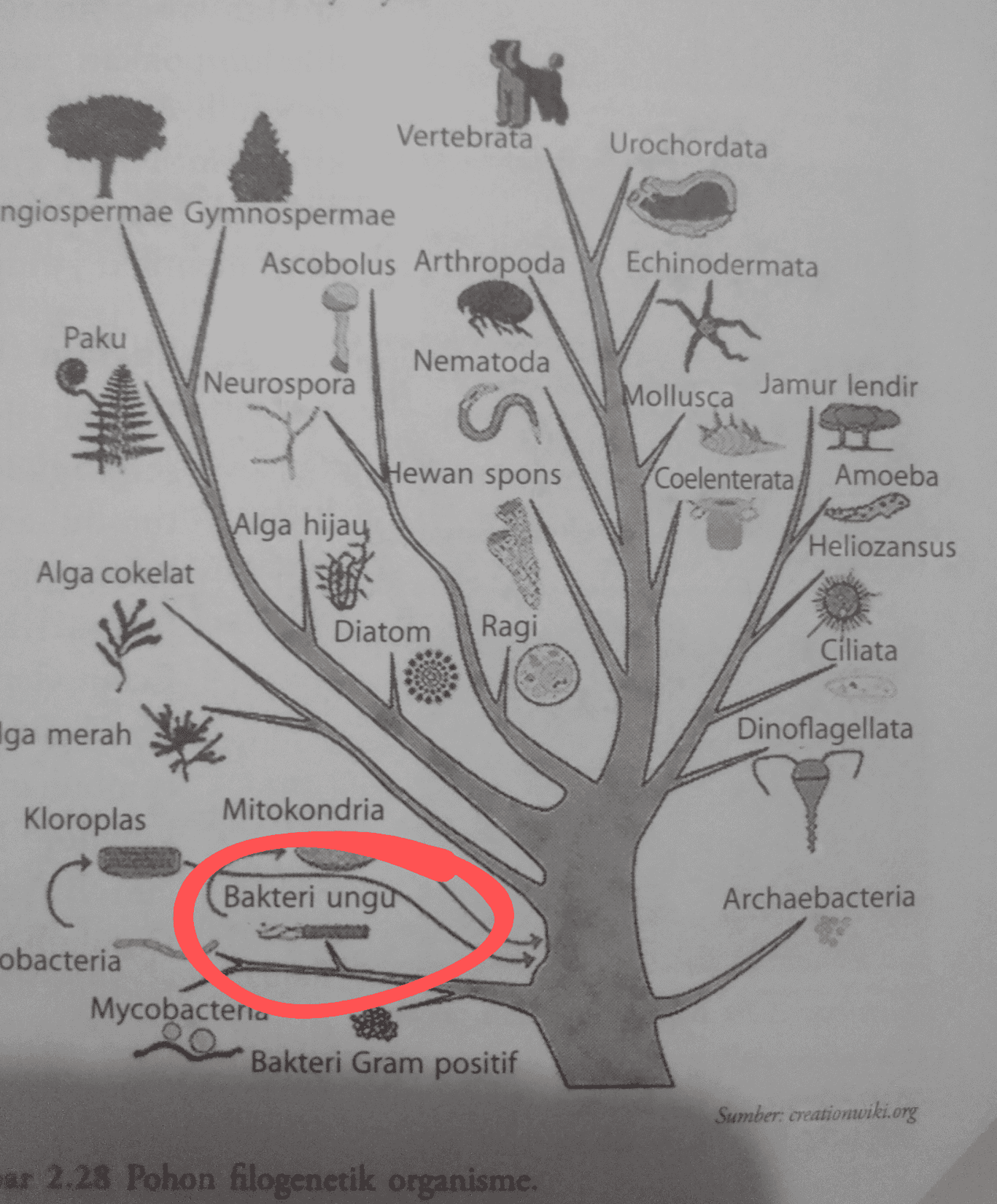 Vertebrata Urochordata ngiospermae Gymnospermae Ascobolus Arthropoda Echinodermata Paku Nematoda Neurospora Mollusca Jamur lendir Hewan spons Coelenterata Amoeba Alga hijay Heliozansus Alga cokelat Diatom Ragi Ciliata Iga merah Dinoflagellata Kloroplas Mitokondria 7 Bakteri ungu Archaebacteria obacteria Mycobacteria Bakteri Gram positif Sumber: creationwiki.org ar 2.28 Pohon filogenetik organisme. 