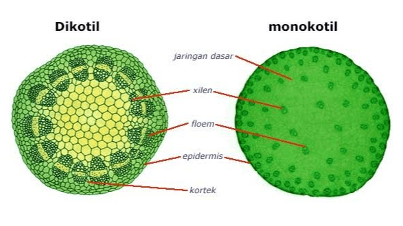 Dikotil monokotil jaringan dasar - Xilen- floem -epidermis -kortek 