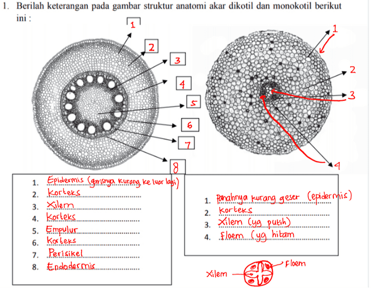 1. Berilah keterangan pada gambar struktur anatomi akar dikotil dan monokotil berikut ini : 2 3 2 4 5 3 6 14 1. Panahnya kurang. geser (epidermis) 2. Korteks 18 1. Epidermis (garisnya kurang keluar lapi) 2. Korteks 3. Xilem. 4. Korteks. 5. Empulur.. 6. Korteks 7. Perisikel 8. Endades.mis........... 3. Xilem Cyg...putih)...... 4. floem.c.yg hitam . Floem . Xilem 
AKAR DIKOTIL AKAR MONOKOTU. Epidermis Kartex Endodermis Perisikel Stele Steel TOT Ploem Xilem Rambut Akar OBDO Gambar 6. Penampang Melintang Akar 