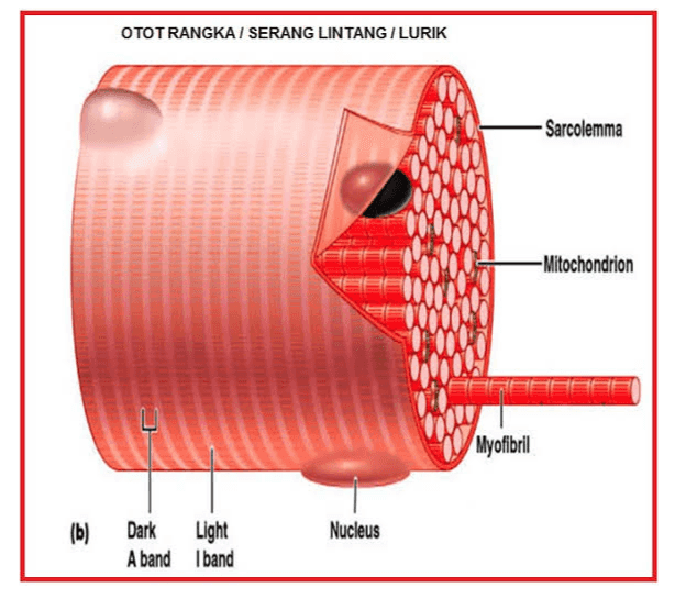 OTOT RANGKA / SERANG LINTANG / LURIK Sarcolemma -Mitochondrion Myofibril (b) Light Nucleus Dark A band band 