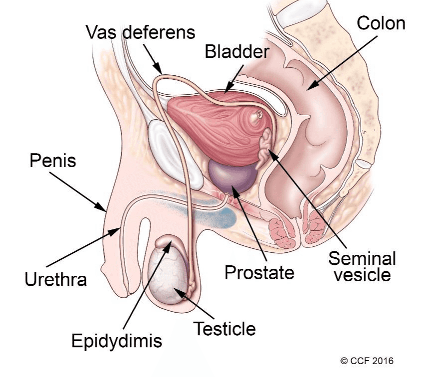 Colon Vas deferens Bladder Penis Seminal vesicle Urethra Prostate Testicle Epidydimis © CCF 2016 
