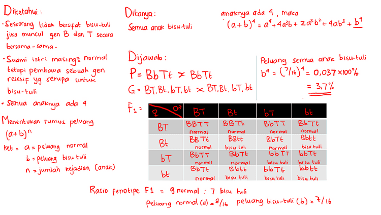 Ditanya : Seorang saja yang bisu-tuli anaknya ada 4, maka (a+b)' = a +4a²b + 2a? b’+4ab} + 69 - + + Diketahui : • Seseorang tidak bersifat bisu -tuli jika muncul gen B dan T secara bersama-sama. Suami istri normal masing? tetapi pembawa sebuah gen resesif yg serupa untuk bisu-tuli Semua anaknya ada 4 Peluang 1 anak yg bisu-tuli dari 4 anak 4a3b - 4x(*%)3 x ('76) = 6,311 X 100% : 31.1% Dijawab : P = Bb Tt x Bb Tt G = BT. Bt. 67, bt x BT, Bt, bt, bt F = BT BE BB Tt BT BB TE Bett Bt bT BOTT Menentukan rumus peluang BBTT normal normal ket БЕ BbTt normal Bott bisu tuli Ъьте bisu tuli bbtt bisu tuli a= (a+b)" - peluang normal b = peluang bisu tuli n = jumlah kejadian (anak) normal ЪТ BbTT normal BbTt normal bb TT bisu tuli bbott bisu tuli bisu tuh BbTt normal B btt bisu tuli normal BbTt normal bt Rasio fenotipe F1 g normal : 7 bisu tuli peluang normal Ca) -9716 peluang bisu-tuli (6) - 7/16 
Diketahui : Ditanya : anaknya ada 4, maka • Seseorang tidak bersifat bisu-tuli Semua anak bisu-tuli (a+b)4 = a +4436 + 20%b?+4063 +64 jika muncul gen B dan T secara bersama-sama. Suami istri normal masing? Dijawab : Peluang semua anak bisu-tuli tetapi pembawa sebuah gen P = Bb Tt x Bb Tt b* = (716)*= 0,037 X100% '= resesif yg serupa untuk bisu-tuli G = BT, Bt. b T, bt x BT, Bt, bt, bt = 3,7% Semua anaknya ada 4 BT Bt ЪТ bt Menentukan rumus peluang BBTT BB Tt BT BbTT BbTt normal normal (a+b)" normal normal BB TE BBtt BbTt Bbtt Bt ket = a = peluang normal normal bisu lub normal bisu tuli BbTt BbTT bb TT bbtt bT normal normal bisu tuli bisu tuli BbTt B btt bbott bott bt normal bisu tuli bisu tuli bisu tuli Rasio fenotipe F1 g normal : 7 bisu tuli peluang normal (a) = 9/6 peluang bisu-tuli (b) = 7/16 F = 1 b = peluang bisu tuli n = jumlah kejadian (anak) 
Ditanya : peluang semua anaknya normal ? anaknya ada 4, maka (a+b)' = a +4a²b + 20%b²+ 4a63 +64 jika muncul Diketahui : • Seseorang tidak bersifat bisu-tuli gen B dan T secara bersama-sama. Suami istri normal masing? tetapi pembawa sebuah gen resesif yg senipa untuk bisu-tuli - Semua anaknya ada 4 Menentukan rumus peluang (a+b)" Ket : a = peluang normal a* = (3) * 65.536 а Dijawab: P = Bb Tt x Bb Tt Peluang semua anaknya normal dari 4 orang G = BT. Bt. 6 T, bt x BT, Bt. 67, bt - 9 6561X100% = 10,016 Fun BT Bt bt BB Tt BbTt BT BB TE Bott Bt BbTT BbTt bT BbTt bt BBTT normal normal normal BBEE bisu tuli normal bT BbTT normal BbTt normal bb TT bisu tuli bbott bisu tuli normal b = peluang bisu tuli n = jumlah kejadian (anak) normal Bbtt bisu tuli bisu tuli bbtt bisu tuli bott bisu tuli normal Rasio fenotipe F1 g normal : 7 bisu tuli peluang normal (a) = 9/16 peluang bisu-tuli (b) = 7/16 
Ditanya : laki-laki terakhir saja anaknya ada 4, maka (a+b)' = a +4a3b + 2a? b+4ab? + b* -a't + yg bisu tuli Diketahui : • Seseorang tidak bersifat bisu-tuli jika muncul gen B dan T secara bersama-sama. Suami istri normal masing? tetapi pembawa sebuah gen resesif yg serupa untuk bisu-tuli Semua anaknya ada 4 Menentukan rumus peluang (a+b)" a = peluang normal be n = jumlah kejadian (anak) Dijawab : Peluang i anak yg bisu-tuli 4a3b P = Bb Tt x BbTt Peluang anak bungsu yg laki-laki G = BT. Bt. 67, 6t x BT, Bt, 6T, bt 2 Jadi = Fq= BT 4a3b x2 BE ЪТ bt BT BBTT BB Tt BbTT Bb7+ 4()(%) << 0,16 X100% BBLE BB TE Bbtt Bt BbTt 16% BbTt BbTT bb TT bbtt bT BbTt Bbtt bbtt bbott bt normal normal normal normal keta normal bisu tuli normal bisu tuli peluang bisu tuli normal normal bisu tuli bisu tuli normal bisu tuli bisu tuli bisu tuli Rasio fenotipe F1 g normal : 7 bisu tuli peluang normal (a) = 9/16 peluang bisu-tuli (6) = 7/16 