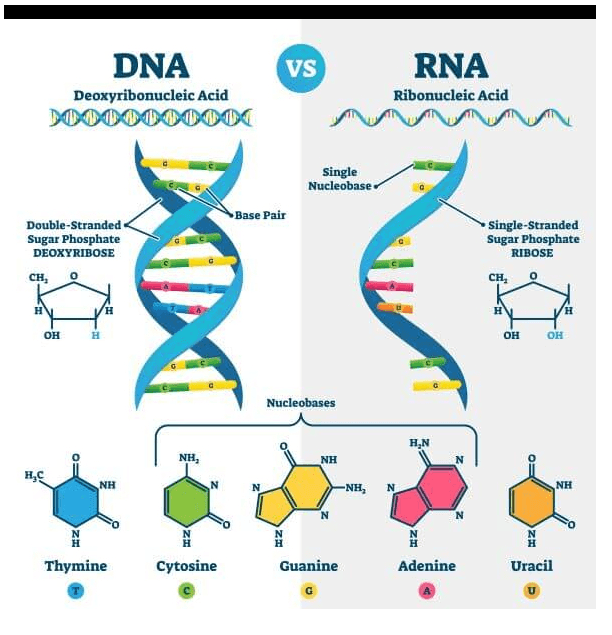 VS DNA Deoxyribonucleic Acid DDDDDDDDDD RNA Ribonucleic Acid Single Nucleobase Base Pair Double-Stranded Sugar Phosphate DEOXYRIBOSE DO Single-Stranded Sugar Phosphate RIBOSE CH CH H н H OH OH OH Nucleobases HAN NH NH H, NH -NH, N NH N Adenine Thymine Cytosine Guanine Uracil G U 