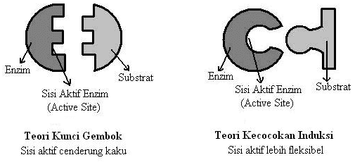 ca Enzim Substrat Enzim Sisi Aktif Enzim (Active Site) Substrat Sisi Aktif Enzim (Active Site) Teori Kunci Gembok Sisi aktif cenderung kaku Teori Kecocokan Induksi Sisi aktif lebih fleksibel 