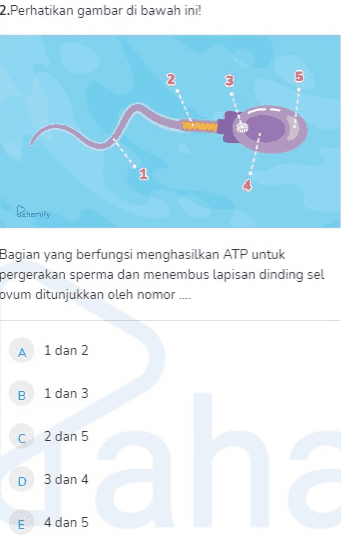 2.Perhatikan gambar di bawah ini! 2 3 5 Panerify Bagian yang berfungsi menghasilkan ATP untuk pergerakan sperma dan menembus lapisan dinding sel ovum ditunjukkan oleh nomor A 1 dan 2 B 1 dan 3 C 2 dan 5 D 3 dan 4 an E 4 dan 5 