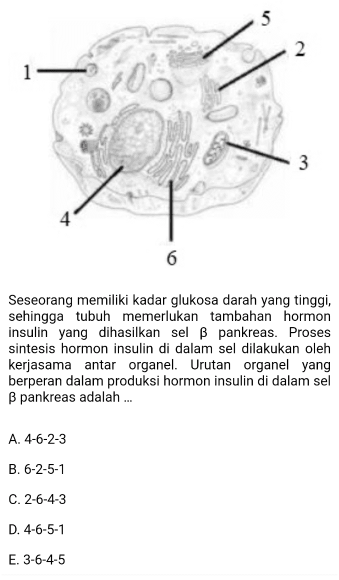 5 2 1 1 3 4 6 Seseorang memiliki kadar glukosa darah yang tinggi, sehingga tubuh memerlukan tambahan hormon insulin yang dihasilkan sel B pankreas. Proses sintesis hormon insulin di dalam sel dilakukan oleh kerjasama antar organel. Urutan organel yang berperan dalam produksi hormon insulin di dalam sel B pankreas adalah ... A. 4-6-2-3 B. 6-2-5-1 C. 2-6-4-3 D. 4-6-5-1 E. 3-6-4-5 