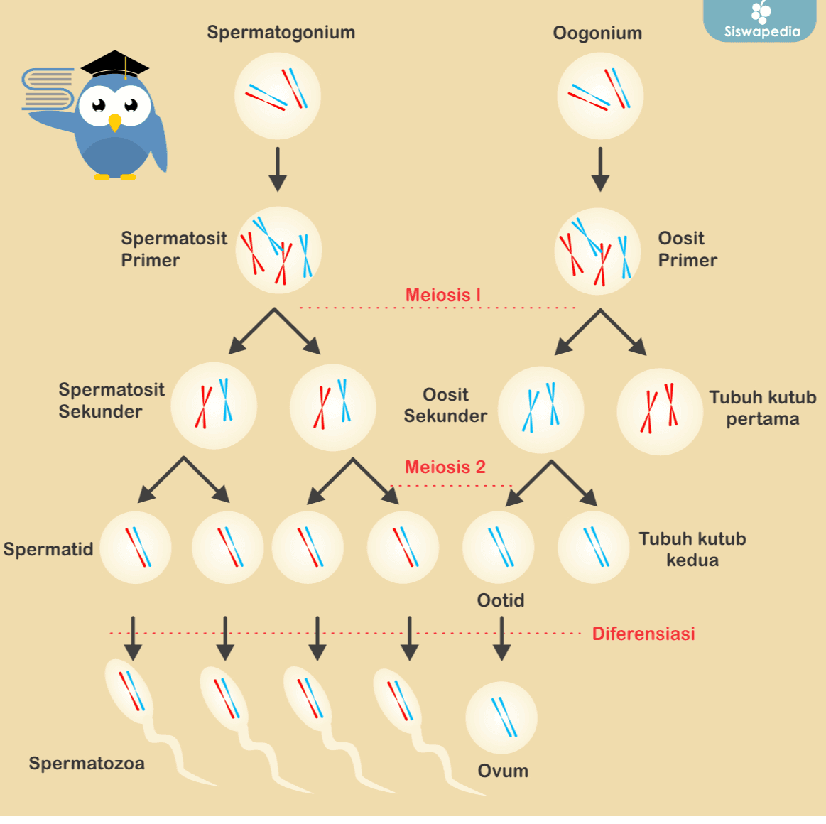 Spermatogonium Oogonium Siswapedia + Spermatosit Primer Oosit Primer Meiosis Spermatosit Sekunder XX XX Oosit Sekunder XX XX Tubuh kutub pertama Meiosis 2 Spermatid | 1 Tubuh kutub kedua Ootid Diferensiasi Spermatozoa Ovum 