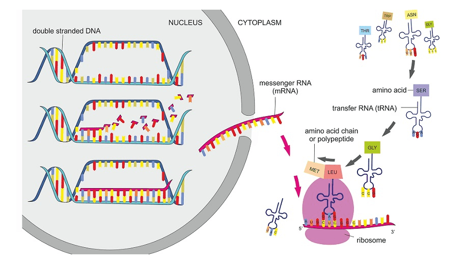 TRP ASN NUCLEUS CYTOPLASM GLY double stranded DNA THR 66 messenger RNA (mRNA) amino acid SER transfer RNA (TRNA) ROOM CA re.com N amino acid chain or polypeptide GLY MET LEU TTTTINI und 3 ribosome 