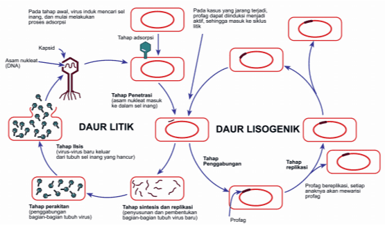 RNA Sampul membran RNA Kapsid DNA Kapsomer Kapsomer -penyusun Lapsid Glikoprotein Glikoprotein Influenza virus Tobacco mosaic vinus Adenovirus 
Pada tahap awal, wirus Induk mencari sel inang, dan mulai melakukan proses adsorpsi Pada kasus yang jarang terjadi profag dapat dinduk menjadi aktit sehingga masuk ke siklus Tahap adsorps Kapsid Asam nukleat (DNA Tahap Penetrasi asam nukleat masuk ke dalam senang DAUR LITIK DAUR LISOGENIK Tahap llisis (virus-virus baru keluar dari tubuh selinang yang hancur) Tahap Penggabungan Tahap replikasi Leben Protag bereplikasi setiap anaknya akan mewarisi protag Tahap perakitan penggabungan bagian-bagian tubuh Virus) Tahap sintesis dan replikasi penyusunan dan pembentukan bagian-bagian tubuh Virus baru) Protag 
OMO Influenza virus Tobbaco mosaic virus Adenovirus 