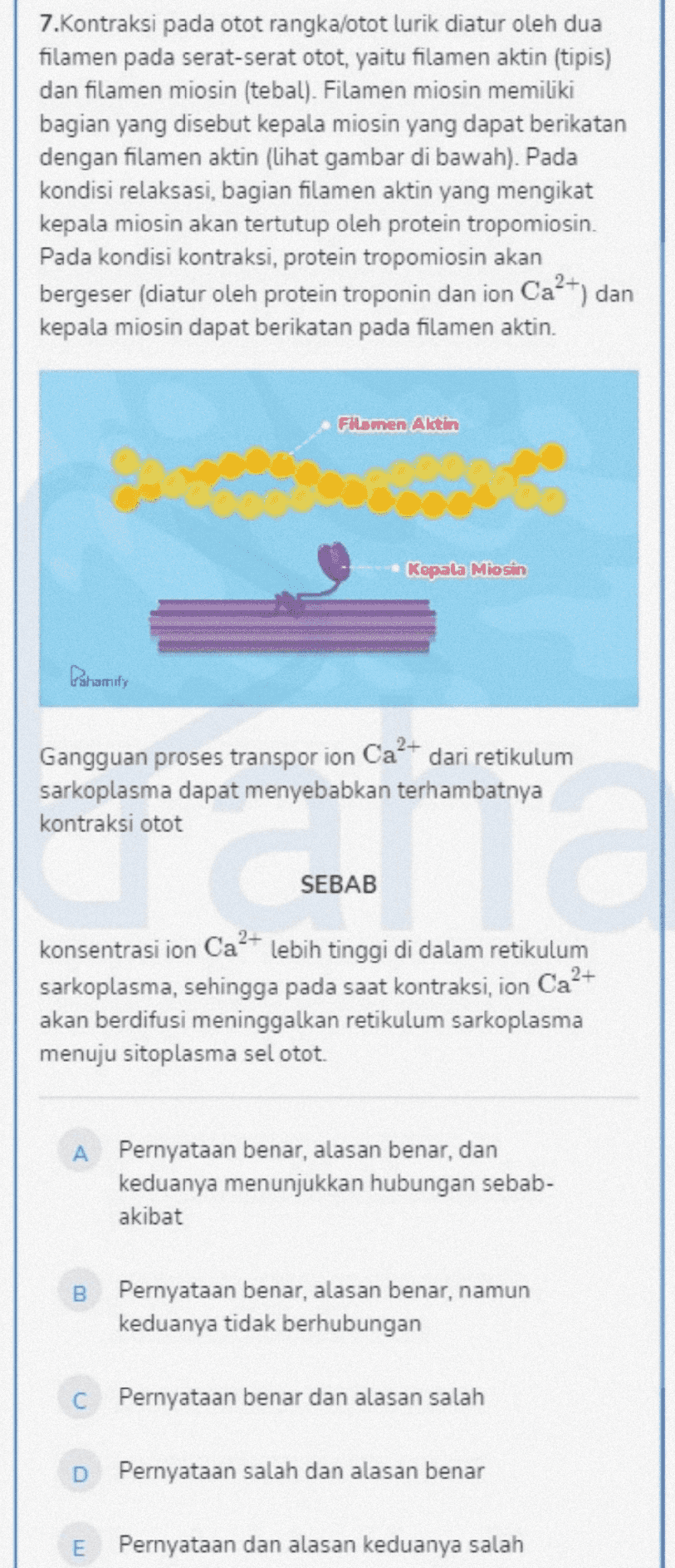 7. Kontraksi pada otot rangka/otot lurik diatur oleh dua filamen pada serat-serat otot, yaitu filamen aktin (tipis) dan filamen miosin (tebal). Filamen miosin memiliki bagian yang disebut kepala miosin yang dapat berikatan dengan filamen aktin (lihat gambar di bawah). Pada kondisi relaksasi, bagian filamen aktin yang mengikat kepala miosin akan tertutup oleh protein tropomiosin. Pada kondisi kontraksi, protein tropomiosin akan bergeser (diatur oleh protein troponin dan ion Ca²+) dan kepala miosin dapat berikatan pada filamen aktin. Filamen Aktin Pooooo Kepala Miosin Dahamify Gangguan proses transpor ion Ca²+ dari retikulum sarkoplasma dapat menyebabkan terhambatnya kontraksi otot SEBAB konsentrasi ion Ca²+ lebih tinggi di dalam retikulum sarkoplasma, sehingga pada saat kontraksi, ion Ca2+ akan berdifusi meninggalkan retikulum sarkoplasma menuju sitoplasma sel otot. Pernyataan benar, alasan benar, dan keduanya menunjukkan hubungan sebab- akibat B Pernyataan benar, alasan benar, namun keduanya tidak berhubungan c Pernyataan benar dan alasan salah D Pernyataan salah dan alasan benar E Pernyataan dan alasan keduanya salah 