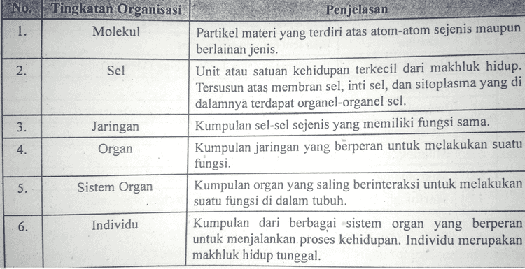 No. Tingkatan Organisasi Molekul 1. 2. Sel Penjelasan Partikel materi yang terdiri atas atom-atom sejenis maupun berlainan jenis. Unit atau satuan kehidupan terkecil dari makhluk hidup. Tersusun atas membran sel, inti sel, dan sitoplasma yang di dalamnya terdapat organel-organel sel. Kumpulan sel-sel sejenis yang memiliki fungsi sama. Kumpulan jaringan yang berperan untuk melakukan suatu fungsi. Kumpulan organ yang saling berinteraksi untuk melakukan suatu fungsi di dalam tubuh. 3. Jaringan Organ 4. 5 . Sistem Organ 6. Individu Kumpulan dari berbagai sistem organ yang berperan untuk menjalankan proses kehidupan. Individu merupakan makhluk hidup tunggal. 