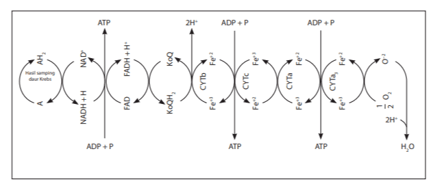 darbs budes AH, NADH+H NAD ADP+P ATP FAD FADH+H Коон, , KoQ 2H CYTD Fe ATP ADP +P СҮТc Fe Fe) СҮТа Fe Fe ATP ADP +P СҮТа, Fe Fe 2H NI- HO 