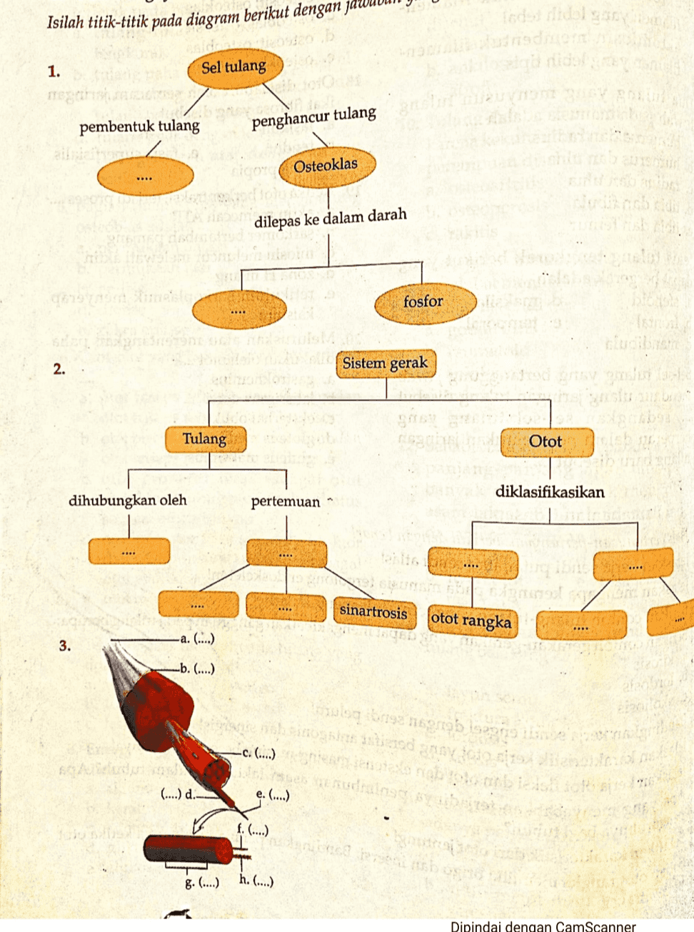 Isilah titik-titik pada diagram berikut dengan Indendblog Wahandic danidel U V W 1. Sel tulang pembentuk tulang penghancur tulang STES Osteoklas dilepas ke dalam darah 90 tome fosfor .... 2. Sistem gerak gasitesi Tulang 09 Otot diklasifikasikan dihubungkan oleh pertemuan .... sinartrosis a gre un ROSE otot rangka 3. -a. (...) b. (...) Lc. holesla nebo ob tedet *** wat reedrung nyathara sabiedrocolos nie bang grob option to the Abelard (...) d. e. (...) f. (....) 1 Ben seni sbor g. (...) h. (....) Dipindai dengan CamScanner 