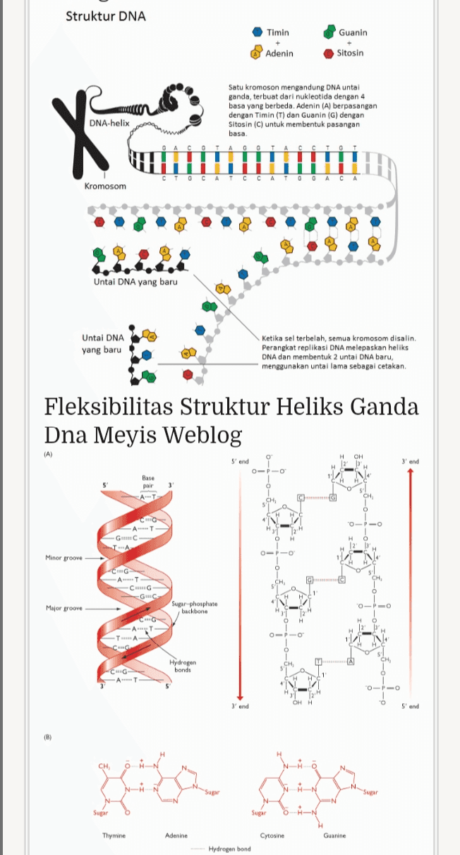 Struktur DNA Timin Guanin Adenin Sitosin Satu kromoson mengandung DNA untai ganda, terbuat dari nukleotida dengan 4 basa yang berbeda. Adenin (A) berpasangan dengan Timin (T) dan Guanin (G) dengan Sitosin (C) untuk membentuk pasangan basa. DNA-helix X CTOCATCCATO OACA Kromosom Untai DNA yang baru Untai DNA yang baru Ketika sel terbelah, semua kromosom disalin. Perangkat replikasi DNA melepaskan heliks DNA dan membentuk 2 untai DNA baru, menggunakan untai lama sebagai cetakan Fleksibilitas Struktur Heliks Ganda Dna Meyis Weblog (A) OH o 5'end OPO 3' and 5 Base pair AT 3 G CH CH, OPO CH AT -Gmc TA 0 Minor groove 4 O CH C G AT CG G. сн. Major groove Sugar phosphate backbone 0-0 O C G Ант OP-O C TÁ Hydrogen bonds CH 5 C G " OPO OHH "O 3'end 5' and (B) H HN CH O N HN Sur Sugar WMN SN .HN Sugar Sugar Thymine Adenine Adenine Cytosine Guanine Hydrogen bond 