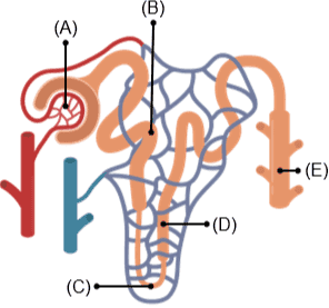 (B) (A) (E) (D) (C) 