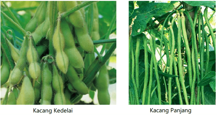 Kacang Kedelai Kacang Panjang 
Kacang Kapri Kacang Tanah Kacang Hijau 