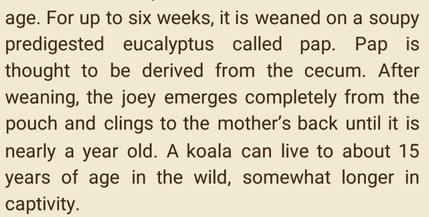age. For up to six weeks, it is weaned on a soupy predigested eucalyptus called pap. Pap is thought to be derived from the cecum. After weaning, the joey emerges completely from the pouch and clings to the mother's back until it is nearly a year old. A koala can live to about 15 years of age in the wild, somewhat longer in captivity. 