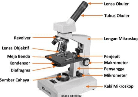 Lensa Okuler -Tubus Okuler Revolver Lengan Mikroskop Lensa Objektif Meja Benda Kondensor Diafragma Sumber Cahaya Penjepit Makrometer Penyangga Mikrometer QUAN Kaki Mikroskop Image edited by: 