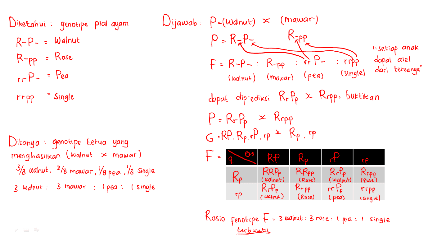 Diketahui : genotipe pial ayam Rapp R-P- : Walnut R-pp ir P- - Rose "Setiap anak dapat alel Pea Frpp Single Dijawab : P-(Wanut) * (mawar) P=Rapa F=R-P-: R-pp FrP- i rrpp dari tetuanya" (walnut) (mawar) (pea) (single) dapat diprediksi Ropp & Ropp, buktikan x Rapp GORP. Rp. rP, up * Rp. re F RP Ro op RRPP RPpp Re Ripp Ripp rp (Rose) (pea) Rasio fenotipe F = 3 walnut : 3 rose : ' pea: I single P = Rrpp х x Ditanya : genoti pe tetua yang menghasilkan (walnut x mawar) 3/8 walnut, 3/8 mawar, Ya pea 1/8 Single 3 mawar : Ipea : I single re Rapp (walnut) (Rose) (walnut) 3 Walnut: ( Rrpp repe (Rose') rapp (walnut) (Single) terbukti 